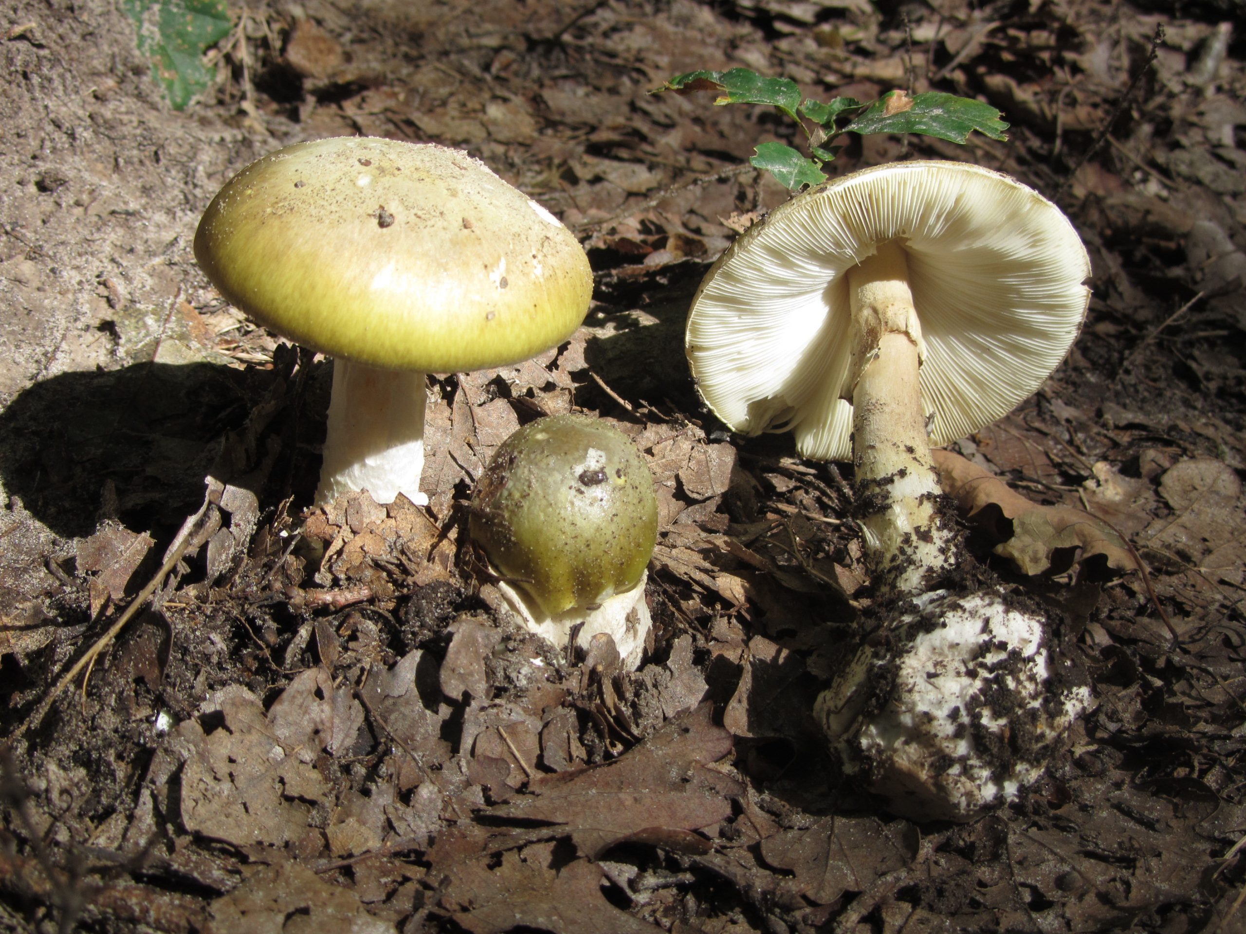 Bolet natural Amanita Phalloides