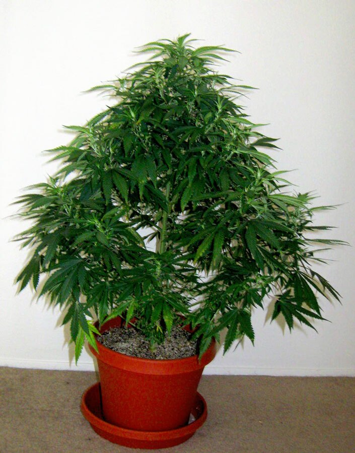 Planta de cànnabis