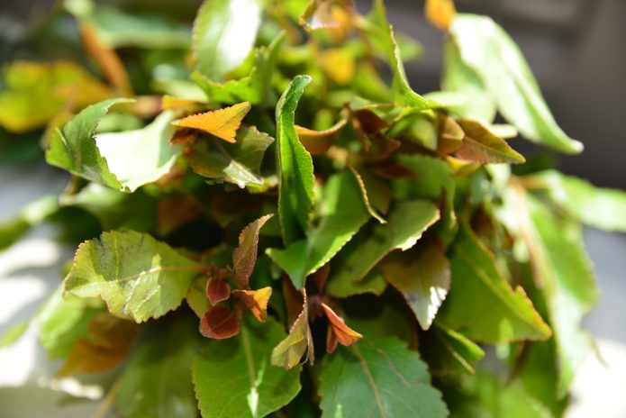 Fulles de la planta Khat o Catha edulis