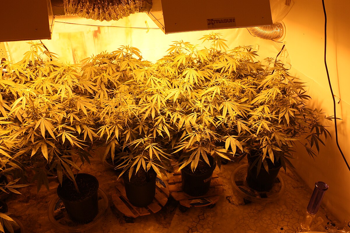 Cultiu de plantes de marihuana semi-industrial