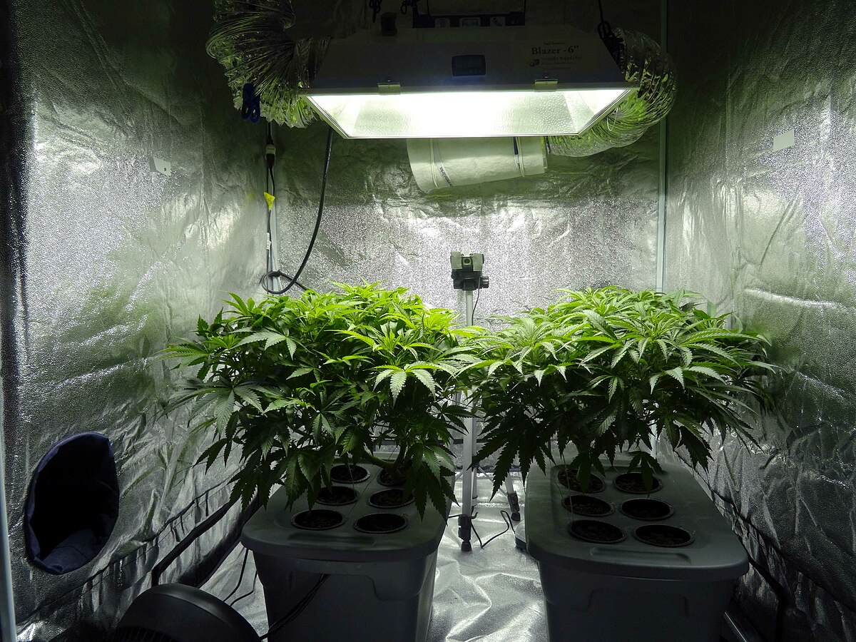 Plantes de marihuana cultivades en interior