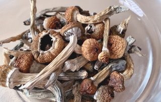 Bolets psilocibes deshidratats
