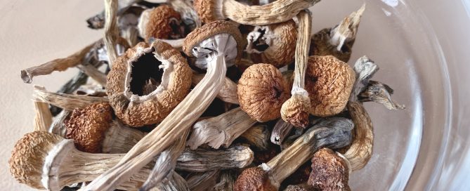 Bolets psilocibes deshidratats