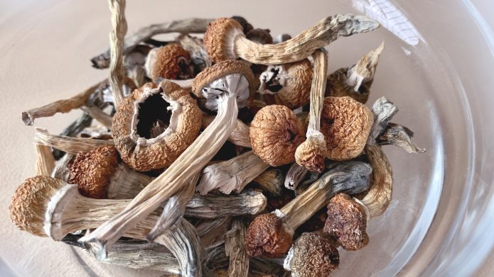 Bolets psilocibes deshidratats