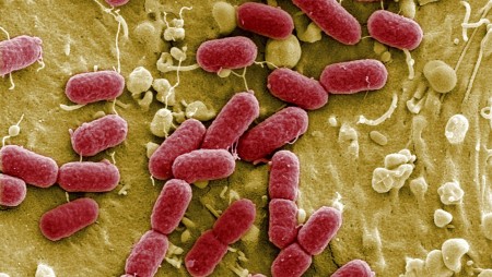 infeccio