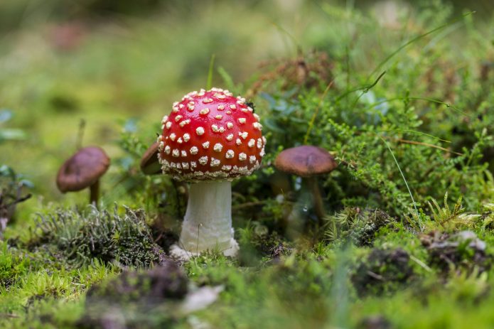 Bolet de l'espècie amanita muscaria