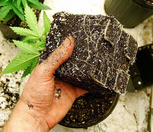 planta