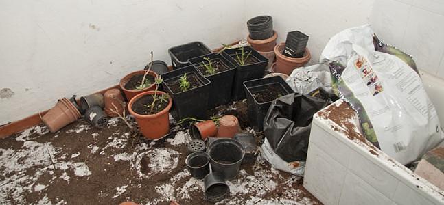 plantes